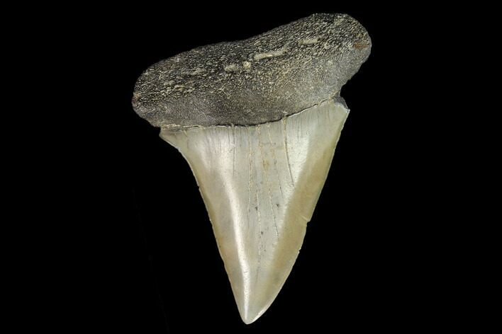 Fossil Mako Shark Tooth - South Carolina #128759